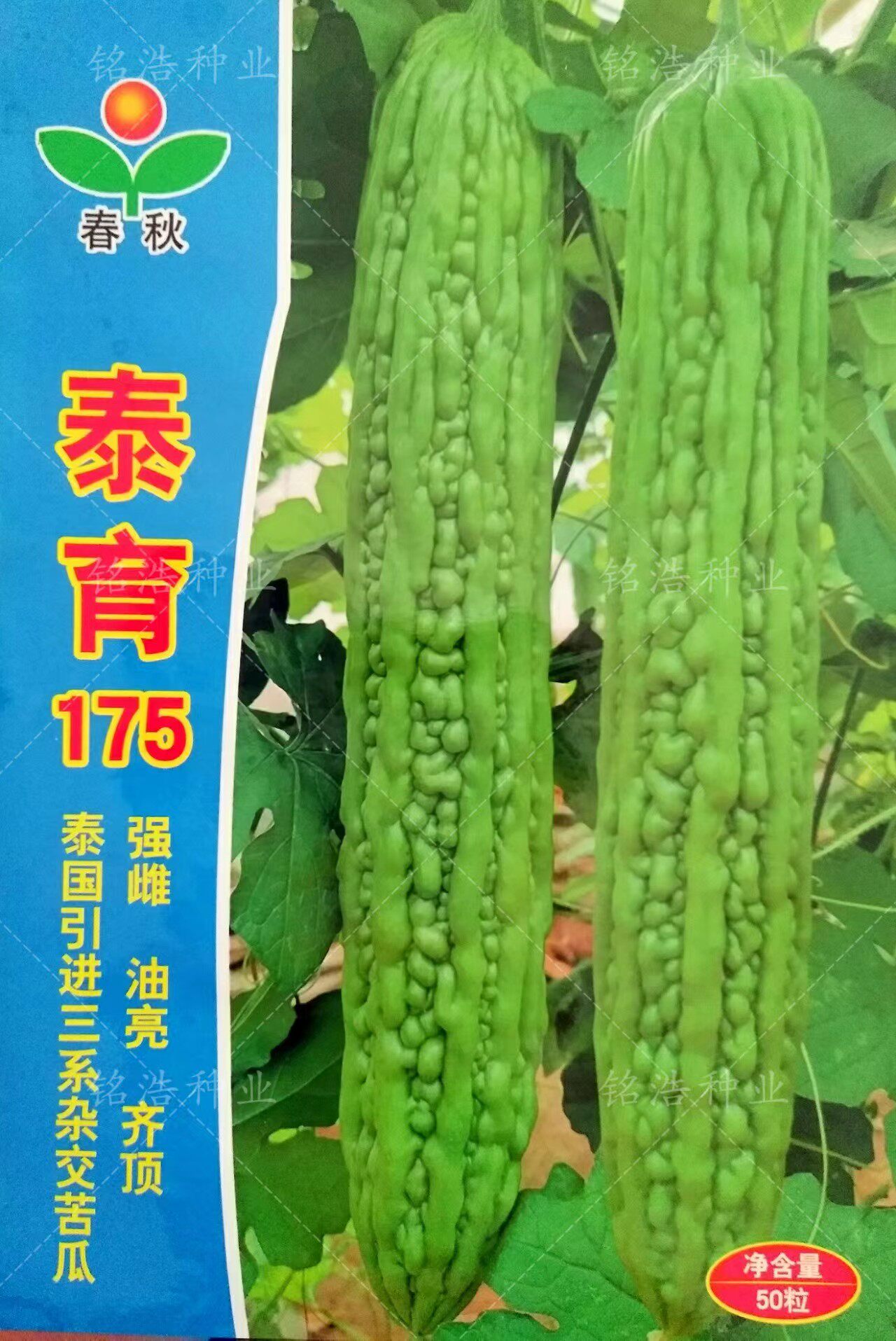 泰育175强雌齐顶油绿抗病强