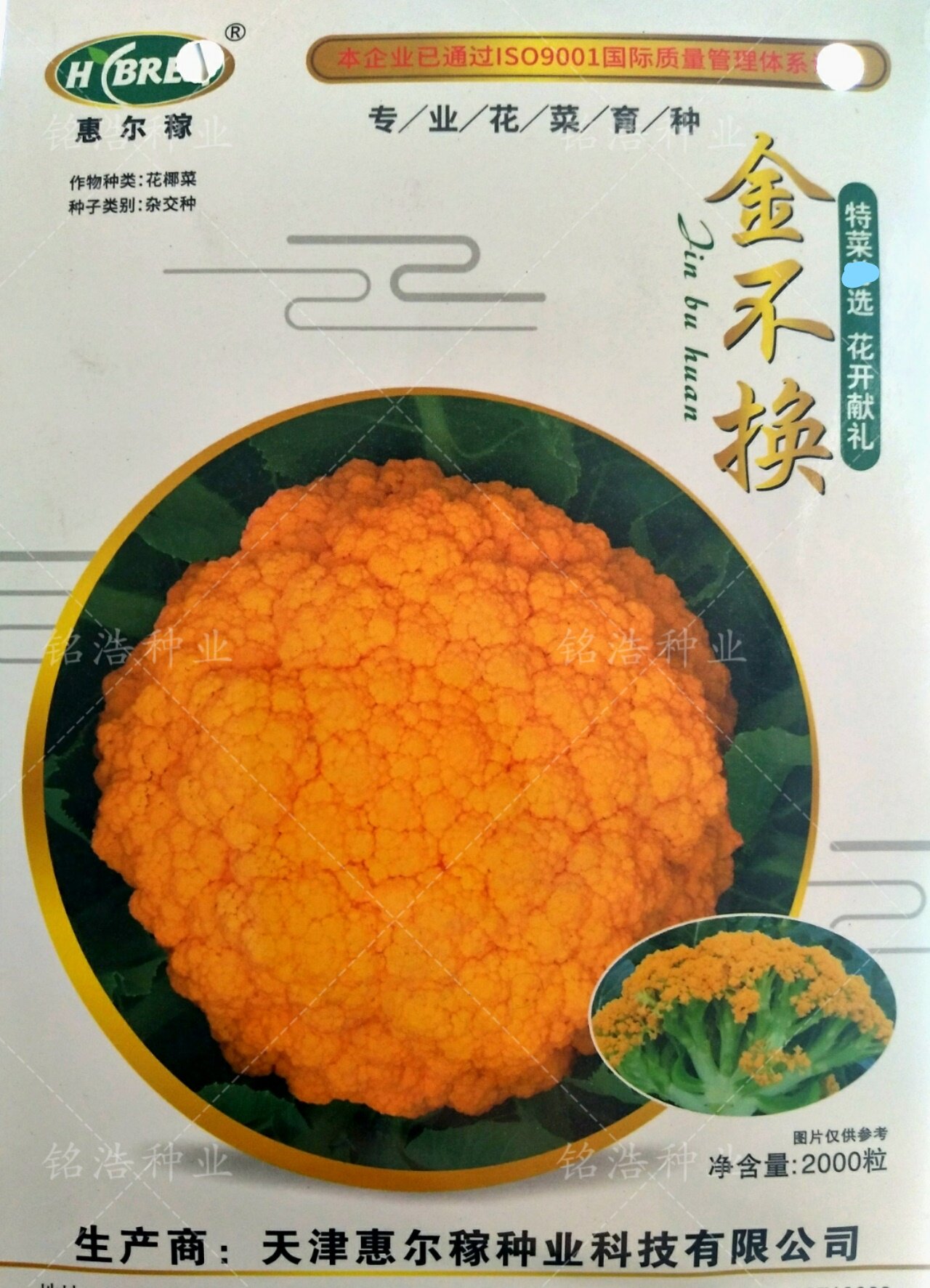 黄色花菜种子春秋季特色花椰菜籽紫剑紫色菜花蔬菜种孑包邮金不换