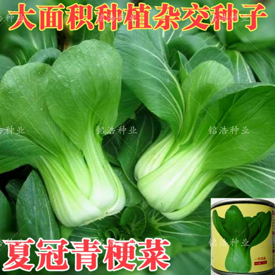 夏冠青梗菜杂交种子耐热小白菜上海小青菜油菜蔬菜种籽春夏秋四季
