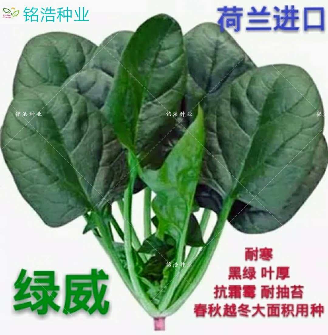 荷兰进口耐寒耐低温黑绿菠菜种子高抗霜霉病耐抽薹大面积用种绿威