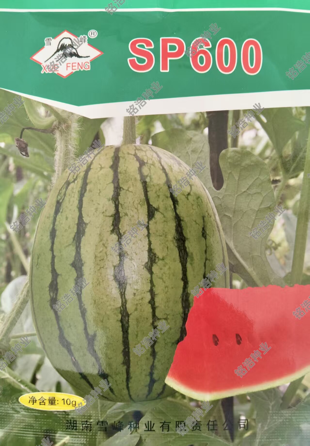 花皮红瓤椭圆形小西瓜种子籽孑礼品瓜春夏播高产甜四季盆栽SP600