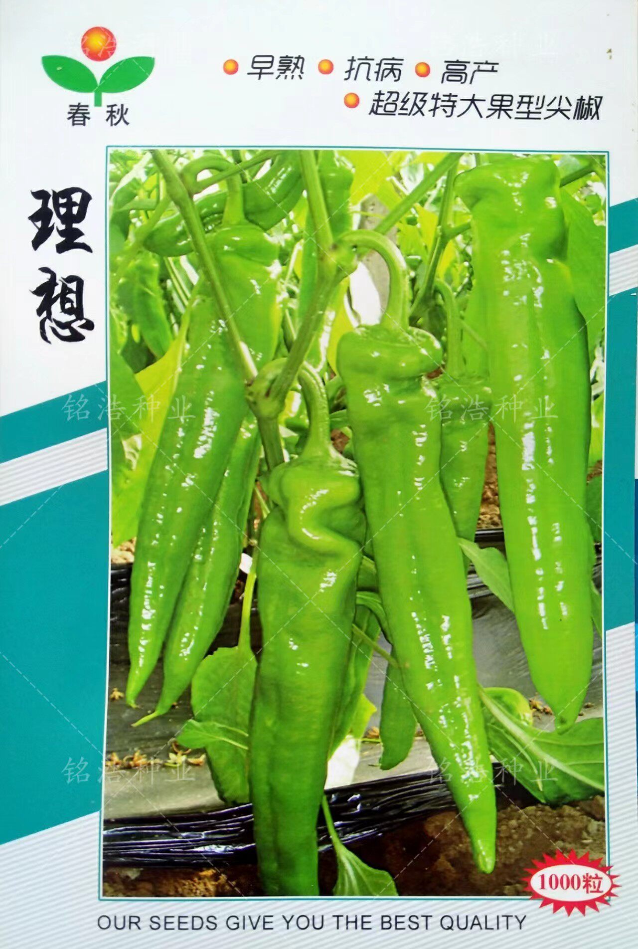 理想抗病强大果肉厚高产