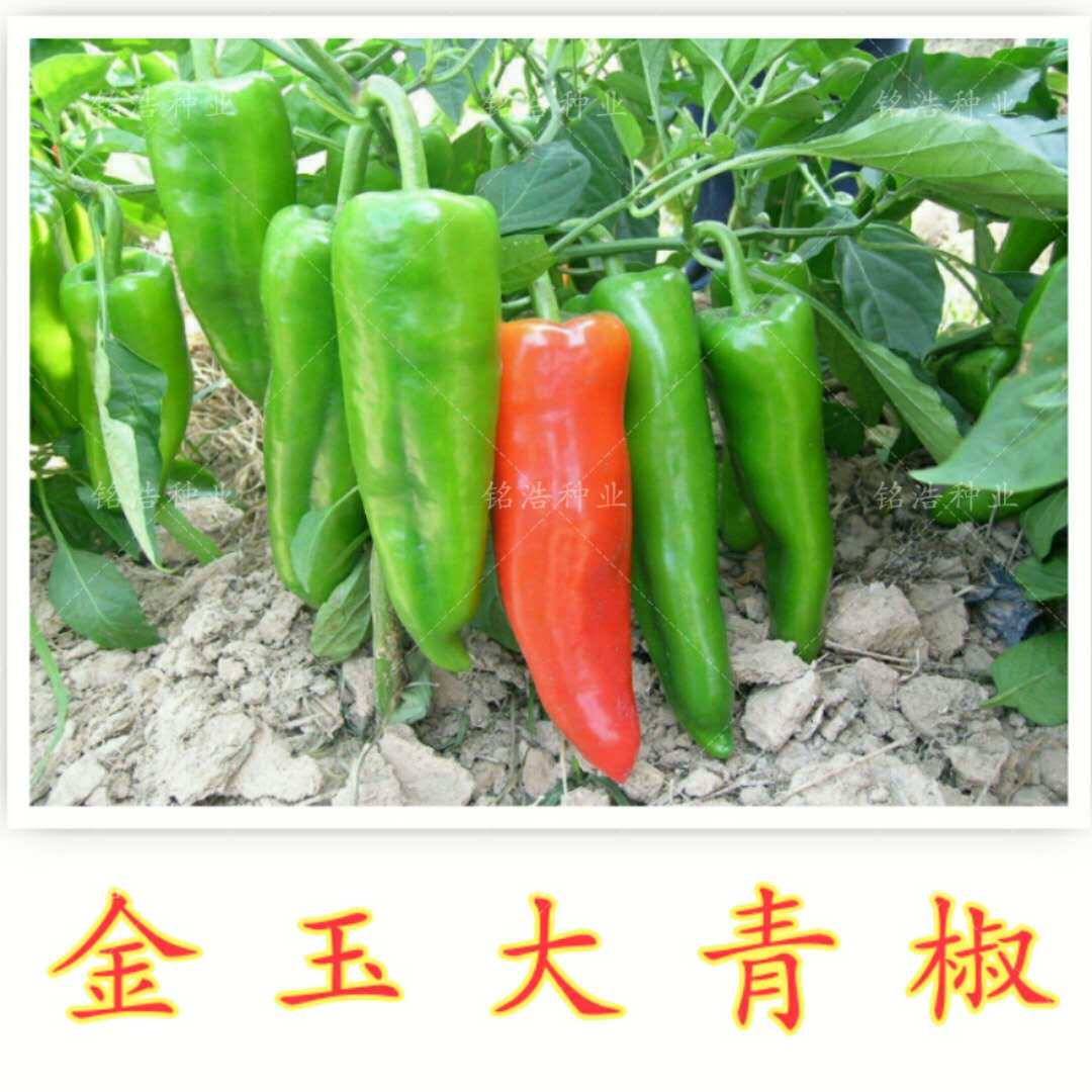 特大牛角辣椒种子 中早熟春秋播种 尖椒特大果金玉大青椒蔬菜种籽