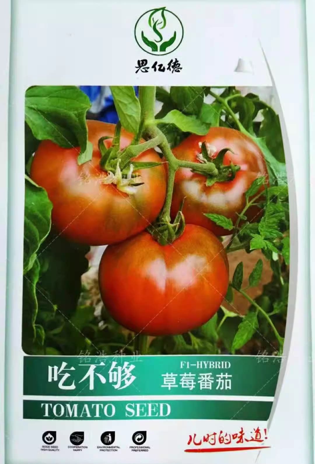 东北铁皮柿子种籽大果绿肩草莓番茄种子脆油皮西红柿大棚菜园盆栽