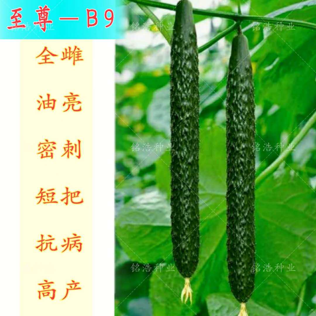 春秋冬全雌黄瓜籽黑亮瓜直