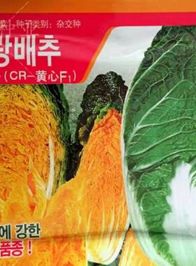 大白菜杂交一代种子籽外叶深绿内叶黄色农家春秋季播蔬菜孑黄心F1
