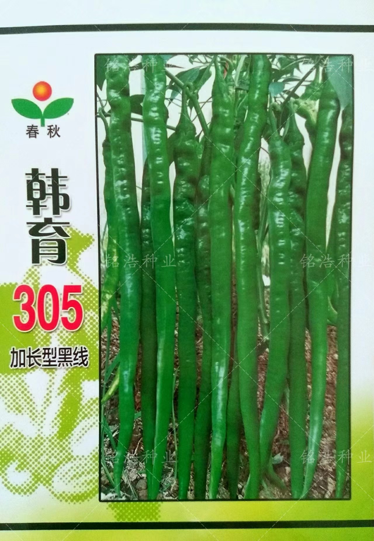 早熟辣椒种子高产农家韩育305