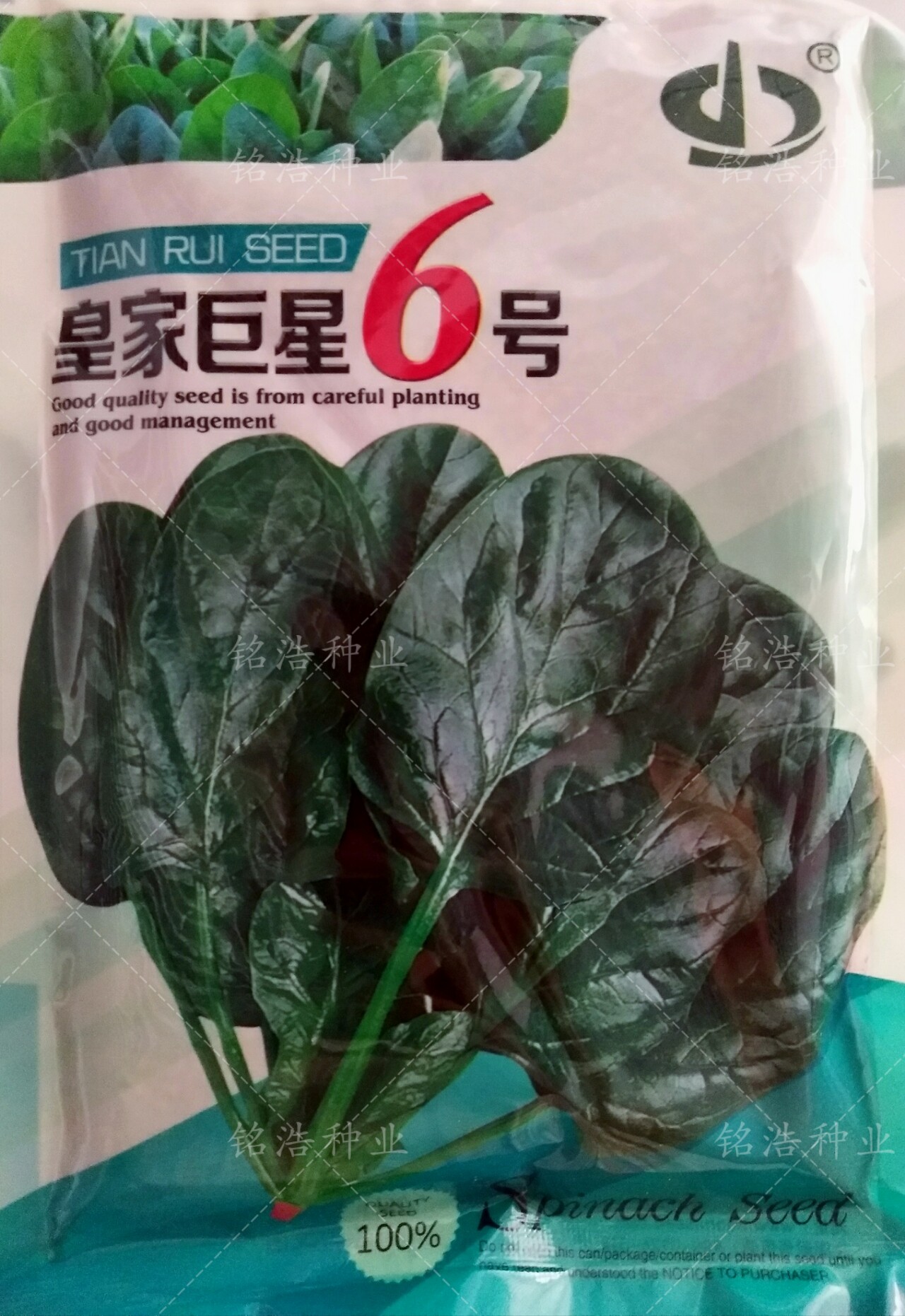 皇家巨6号浓绿肥厚耐抽薹
