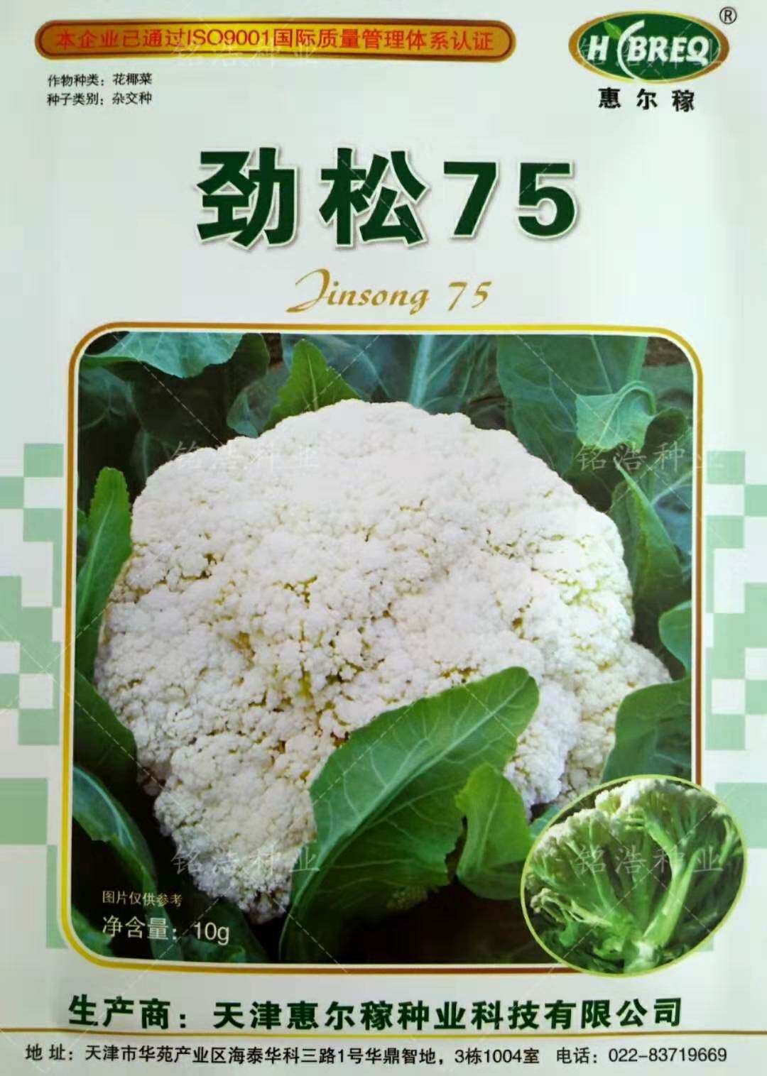 青梗松花菜种子高产花菜籽花椰菜秋季播蔬菜孑农家大面积用劲松75
