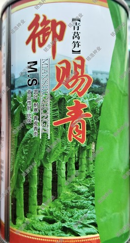 青皮绿肉莴苣种子耐寒抗病圆叶细腻清香高产圆叶莴笋籽秋冬御赐青