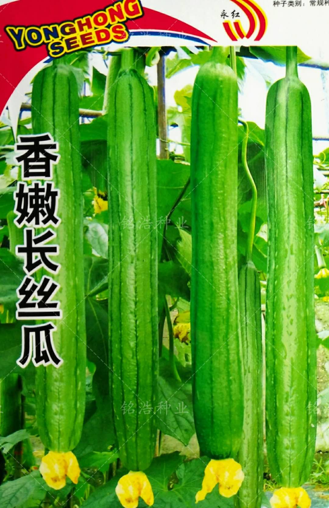 香嫩长丝瓜春夏秋播早熟种籽蔬菜种子耐热香丝瓜果绿皮薄无棱丝瓜