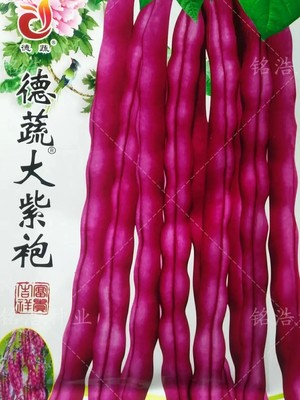 特选大紫袍架芸豆种子紫豆角籽四季豆种高产春播四季蔬菜农家田园