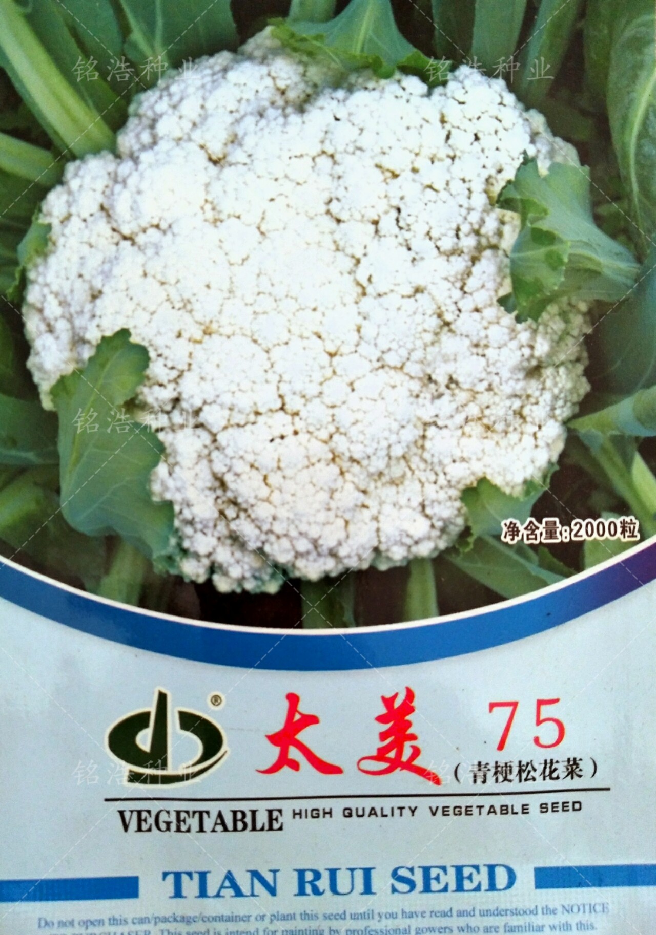 青梗松花菜种子高产花菜籽花椰菜秋季播蔬菜孑农家耐热耐湿太美75
