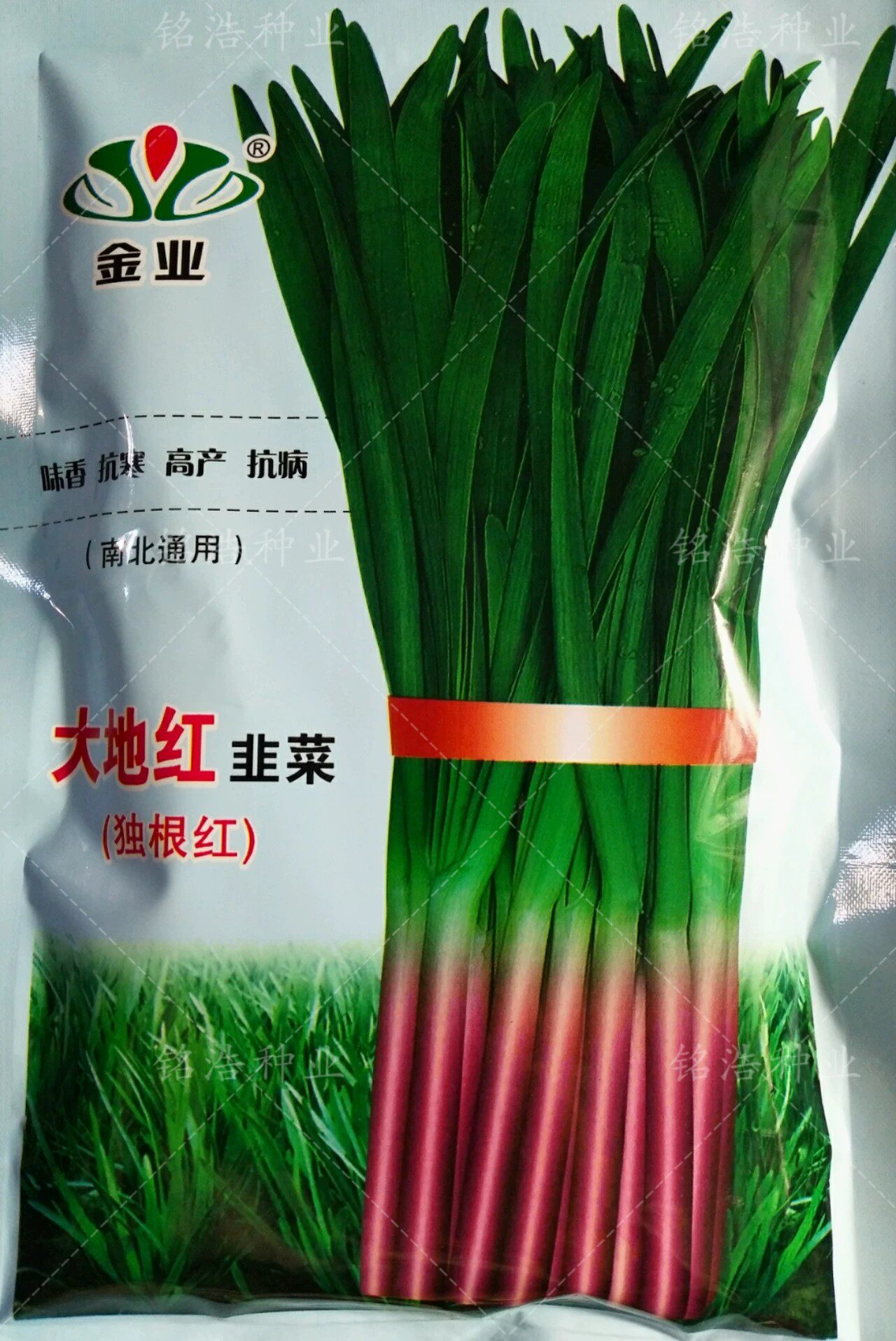 独根红韭菜种子紫根红根韭菜籽多年生蔬菜籽阳台盆栽四季菜大地红