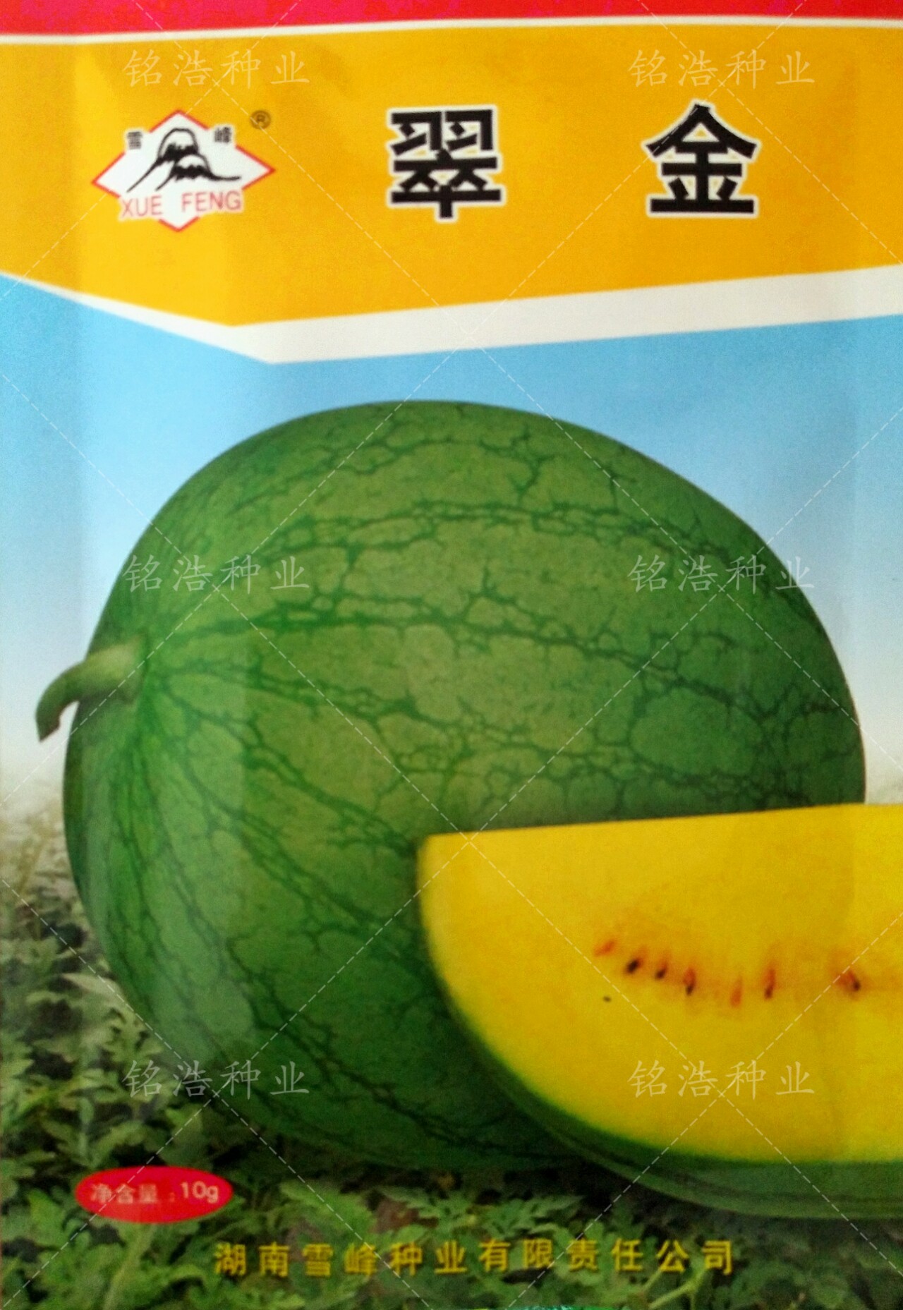 早熟适应性强肉质脆