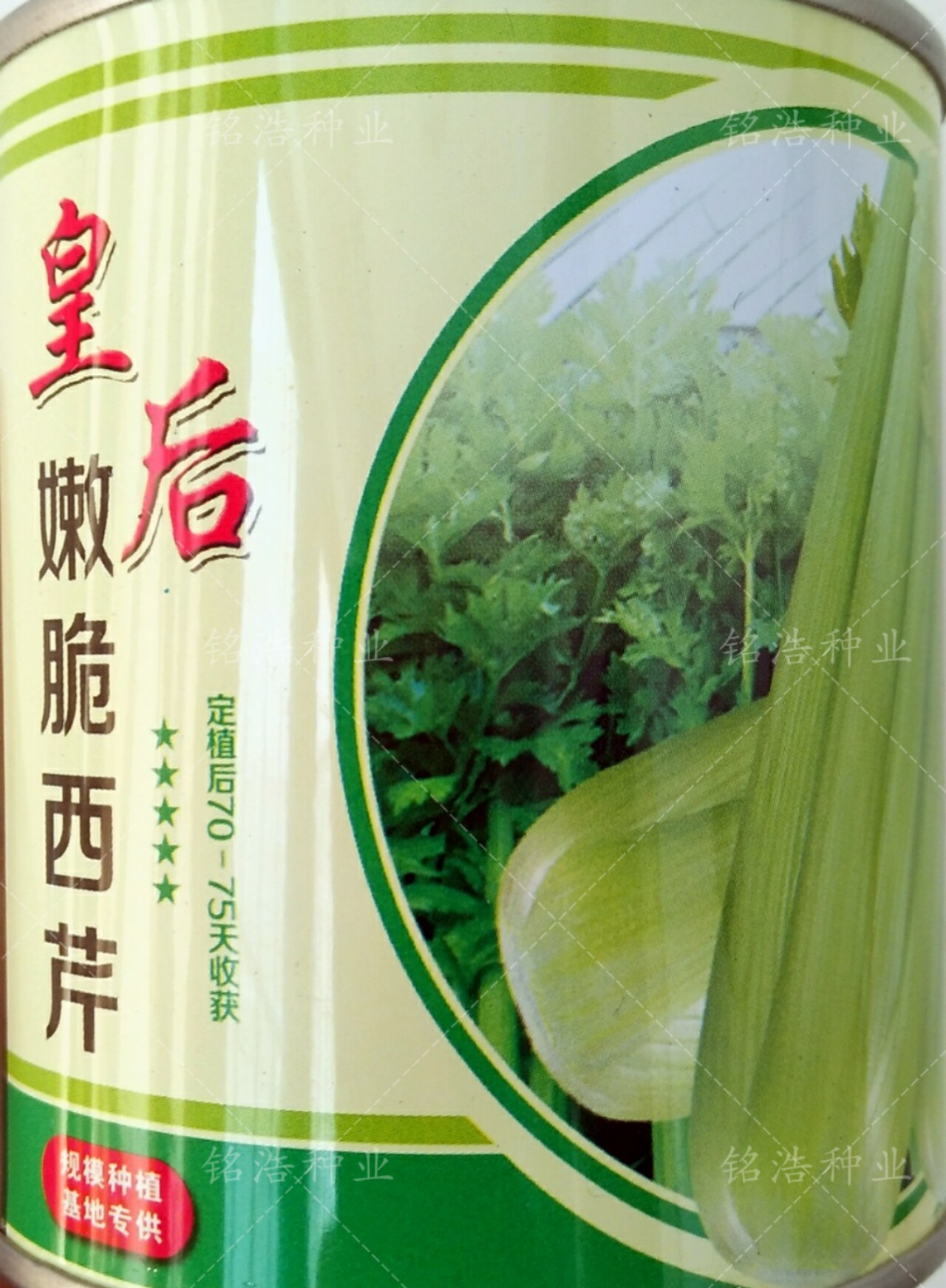 法国皇后嫩脆西芹种子实芯纤维少农家菜园基地大面积蔬菜种籽盆栽