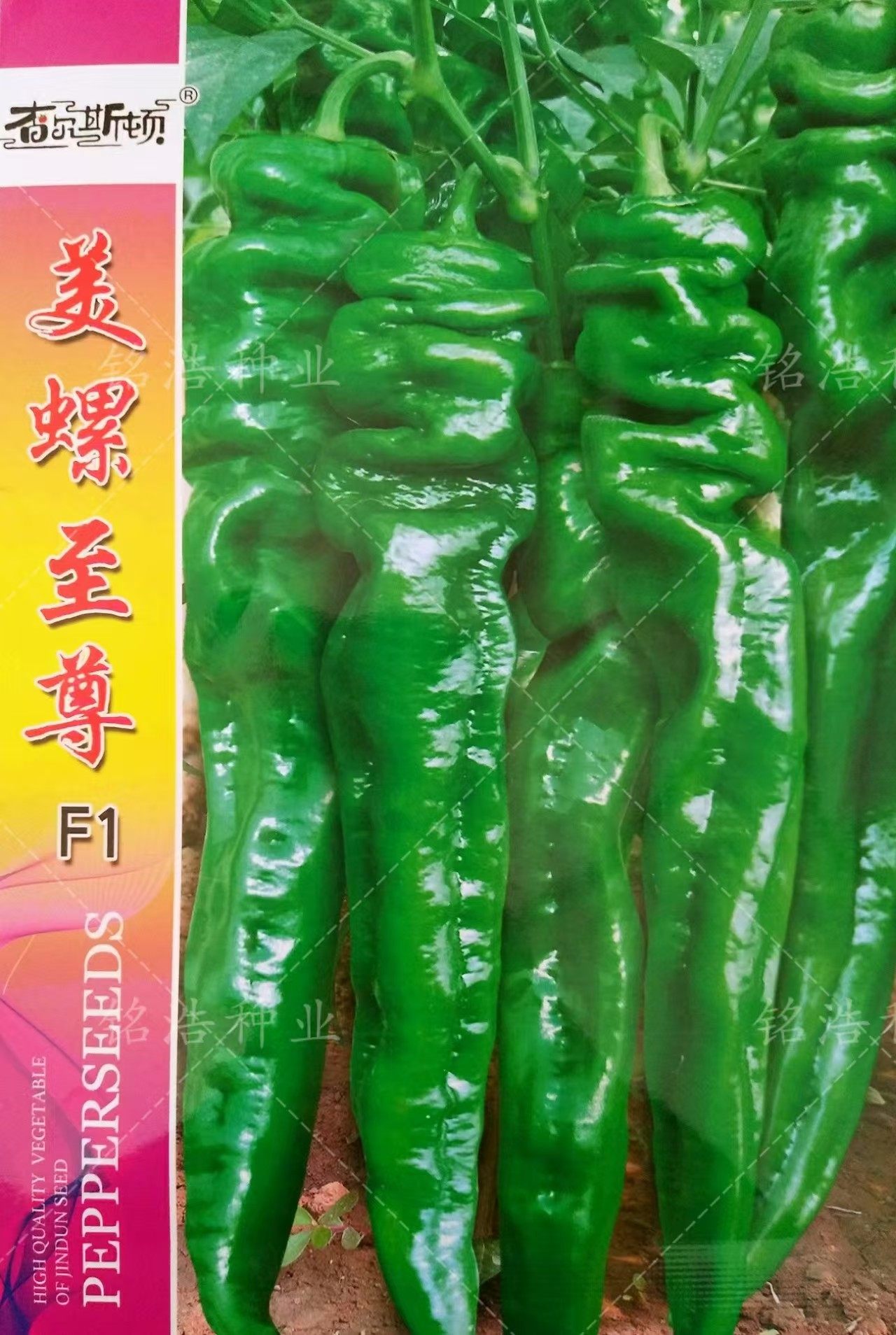 螺丝椒种子香辣早熟抗病薄皮尖椒超辣春秋季栽辣椒蔬菜籽美螺至尊