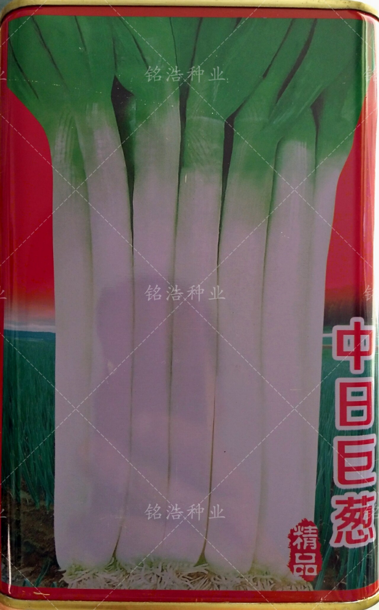 大葱种子山东正宗大葱种籽春秋季铁杆葱种子抗倒高产耐寒中日巨葱