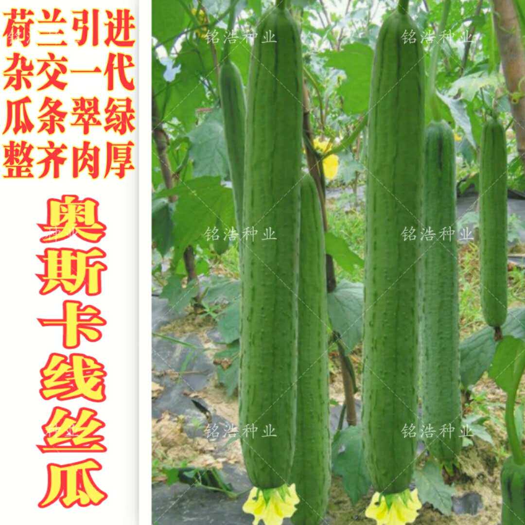 荷兰进口线丝瓜杂交种子高产肉丝瓜长香丝瓜籽四季播种蔬菜种子