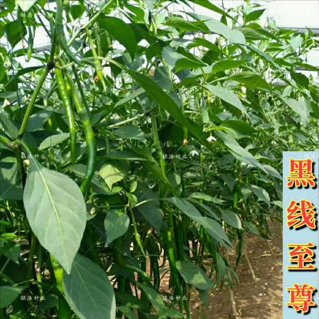 黑线椒种 辣椒种子高产超长早熟超辣基地菜园盆栽四季播蔬菜种子