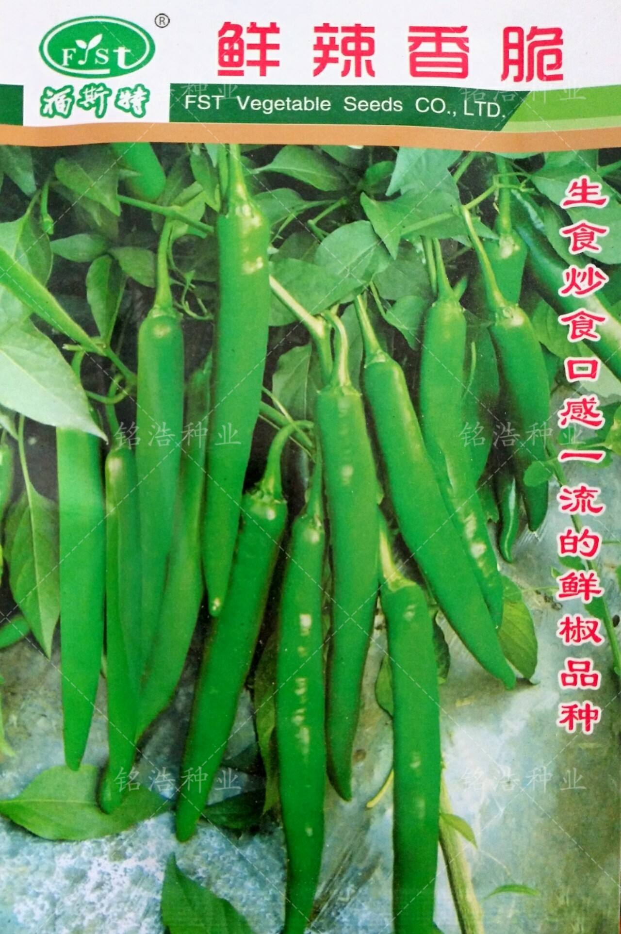 超辣辣椒种子早熟青椒辣椒种籽生食炒食辣味浓高产春秋四季蔬菜孑