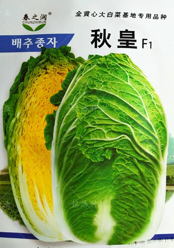 大白菜种子叶绿黄心菜籽耐抽薹纤维少口感好泡菜加工秋季播种秋皇
