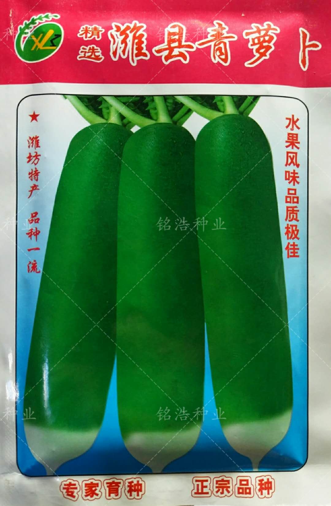 正宗潍县水果青萝卜种子 青皮青肉 脆甜多汁 春秋季播蔬菜籽 农家