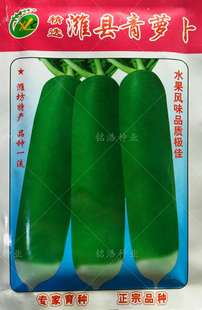 正宗潍县水果青萝卜种子 青皮青肉 脆甜多汁 春秋季播蔬菜籽 农家
