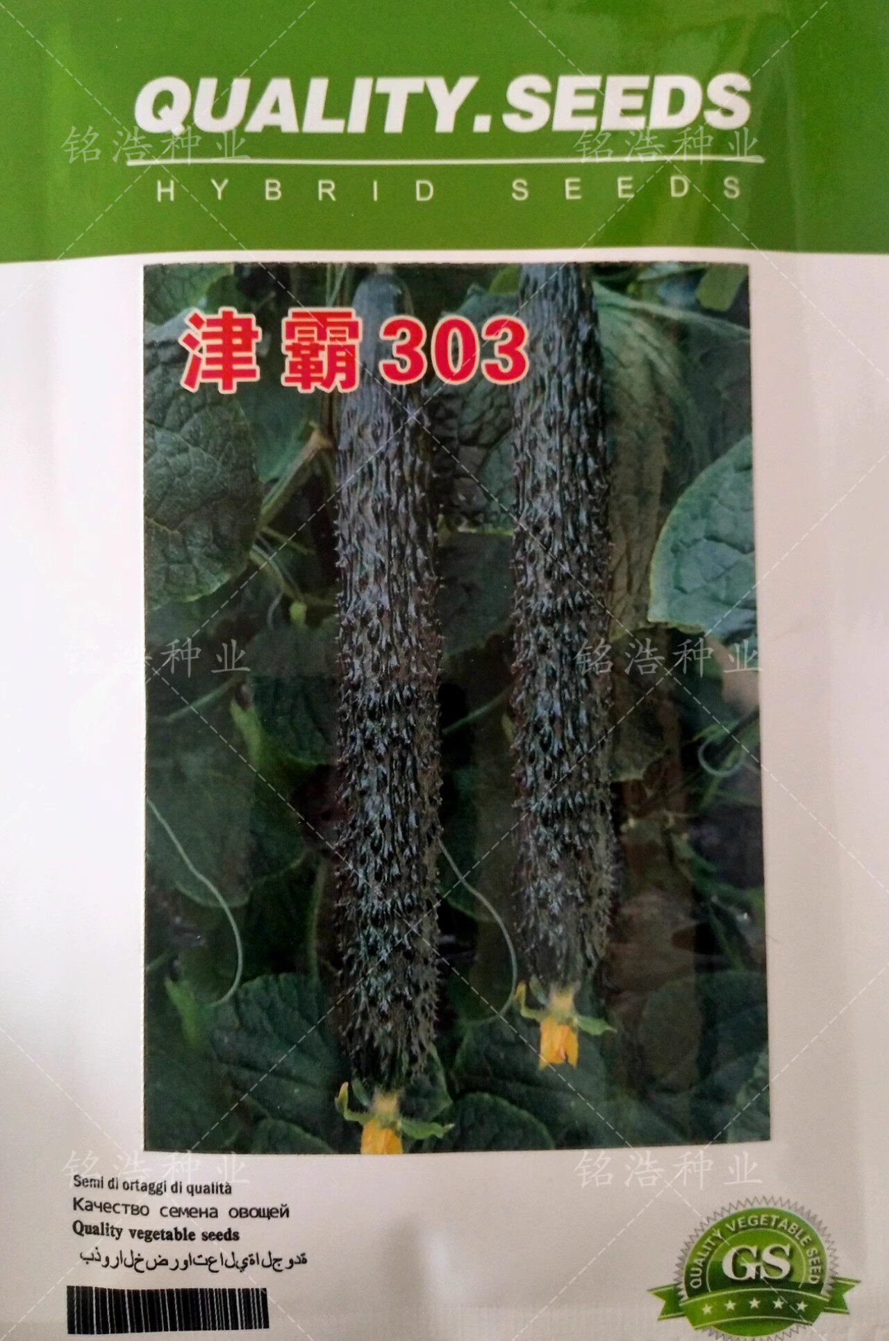 密刺油亮型强雌品种耐寒津霸303