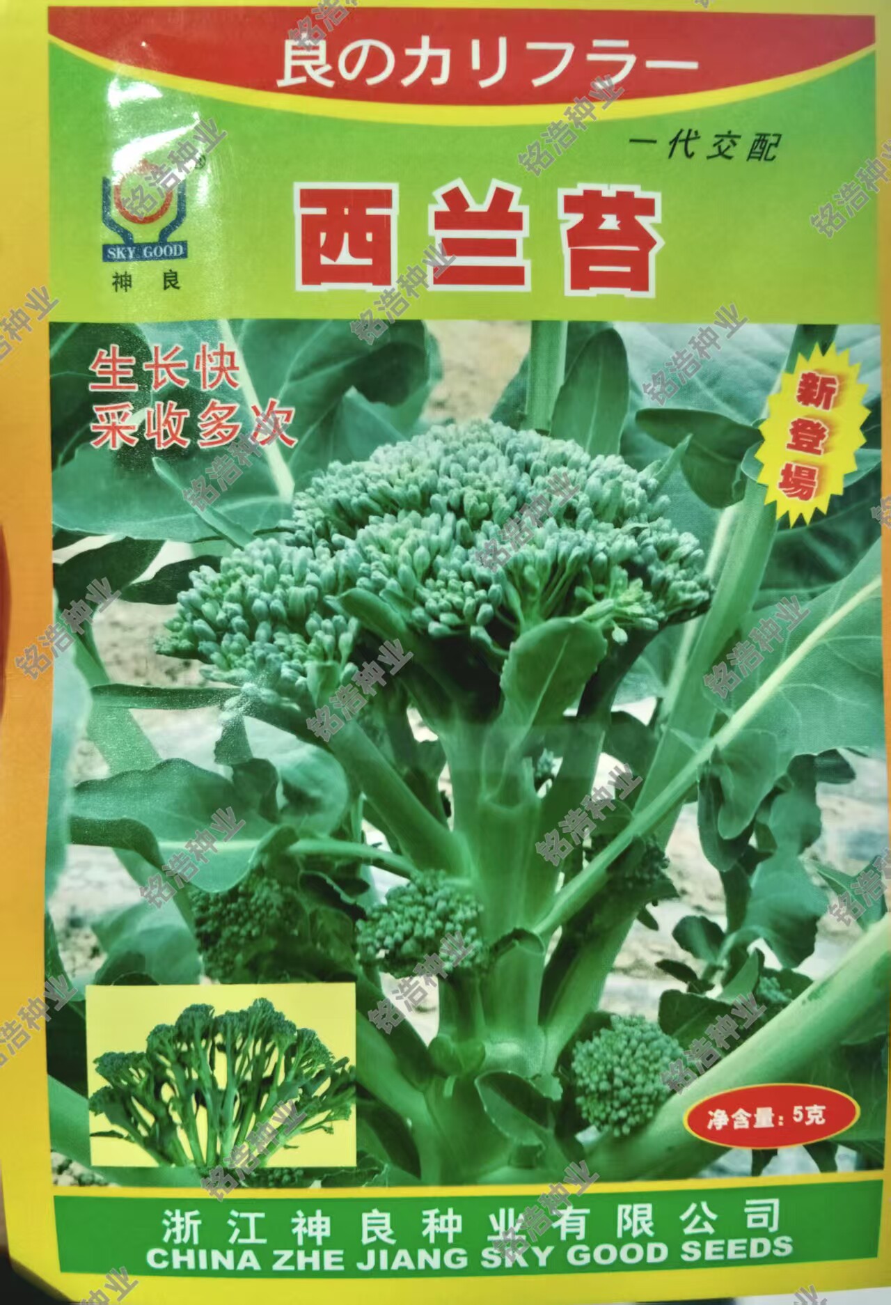 神良西兰苔种子芥兰西兰花台青花菜菜心芥蓝种籽四季春秋季蔬菜孑