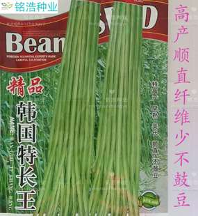 精品韩国特长王白条豆角 豇豆种子高产早熟长豆角顺直不鼓豆包邮