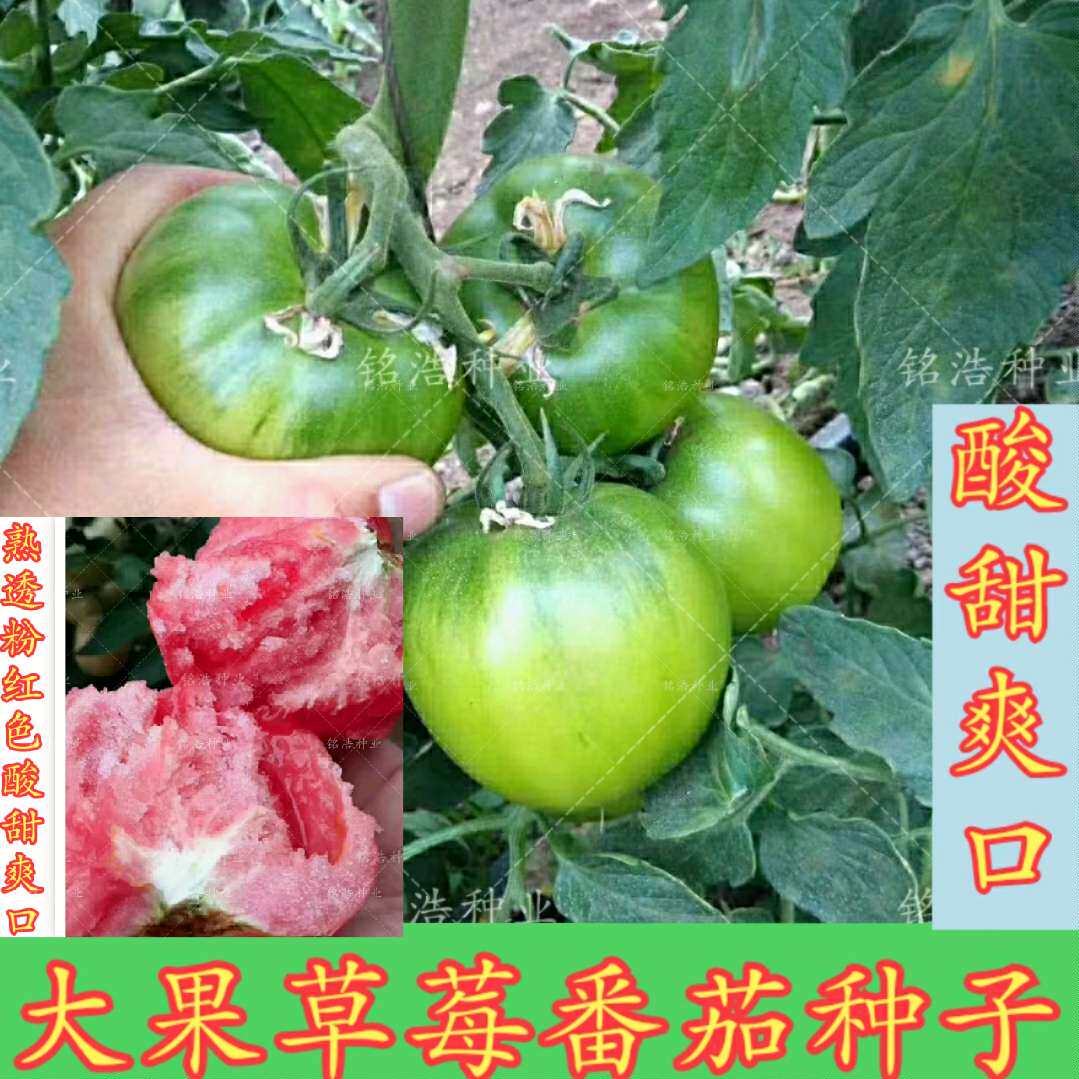 进口大果草莓番茄种籽东北油皮番茄铁皮柿子水果西红柿酸甜爽口