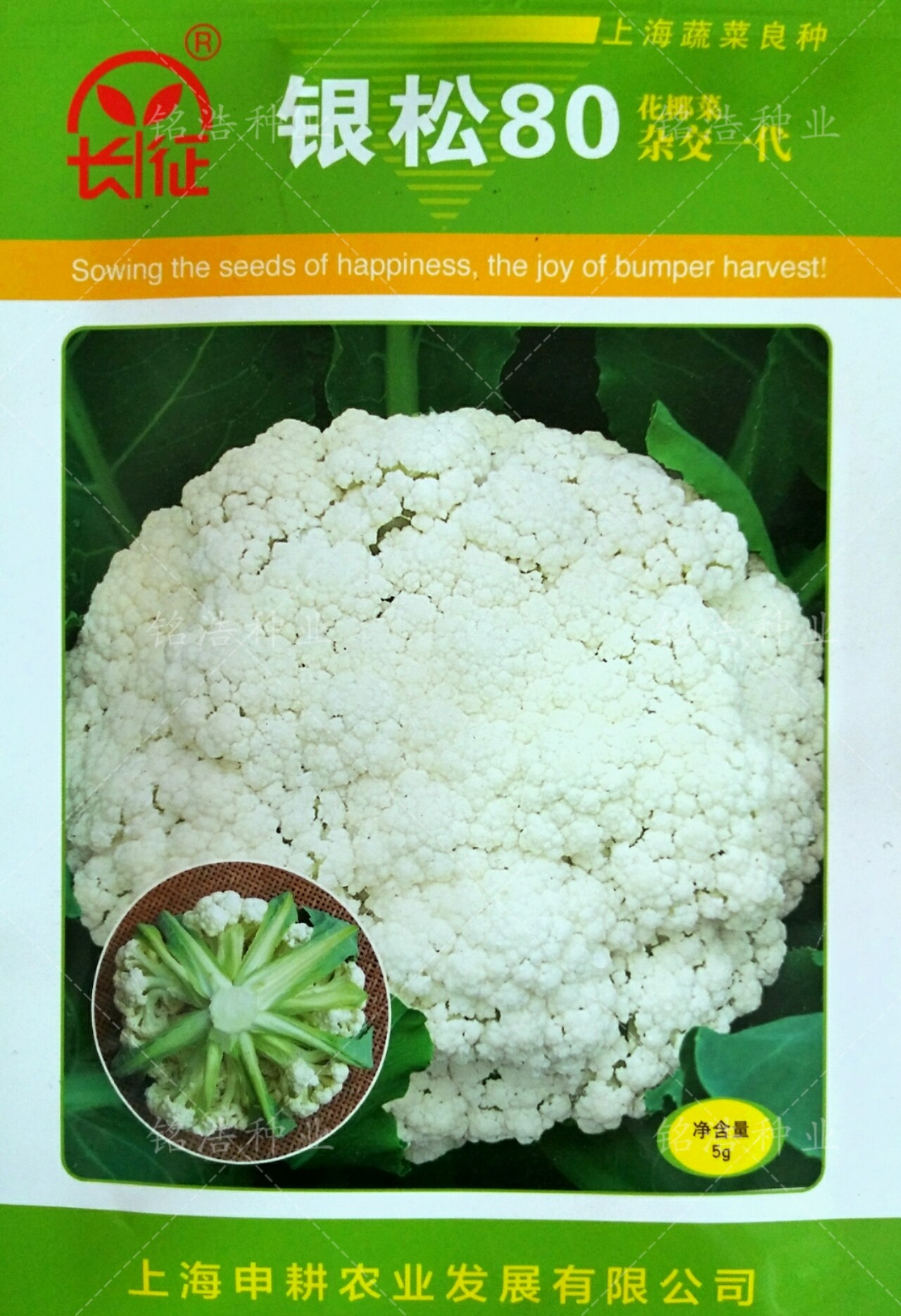 青梗松花菜种子高产花菜籽花椰菜春秋季蔬菜孑农家大面积用银松80