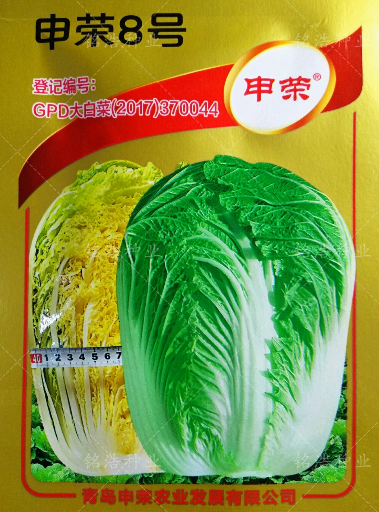 秋季白菜杂交一代种子籽结球紧实外叶黄绿抗病农家蔬菜孑申荣8号