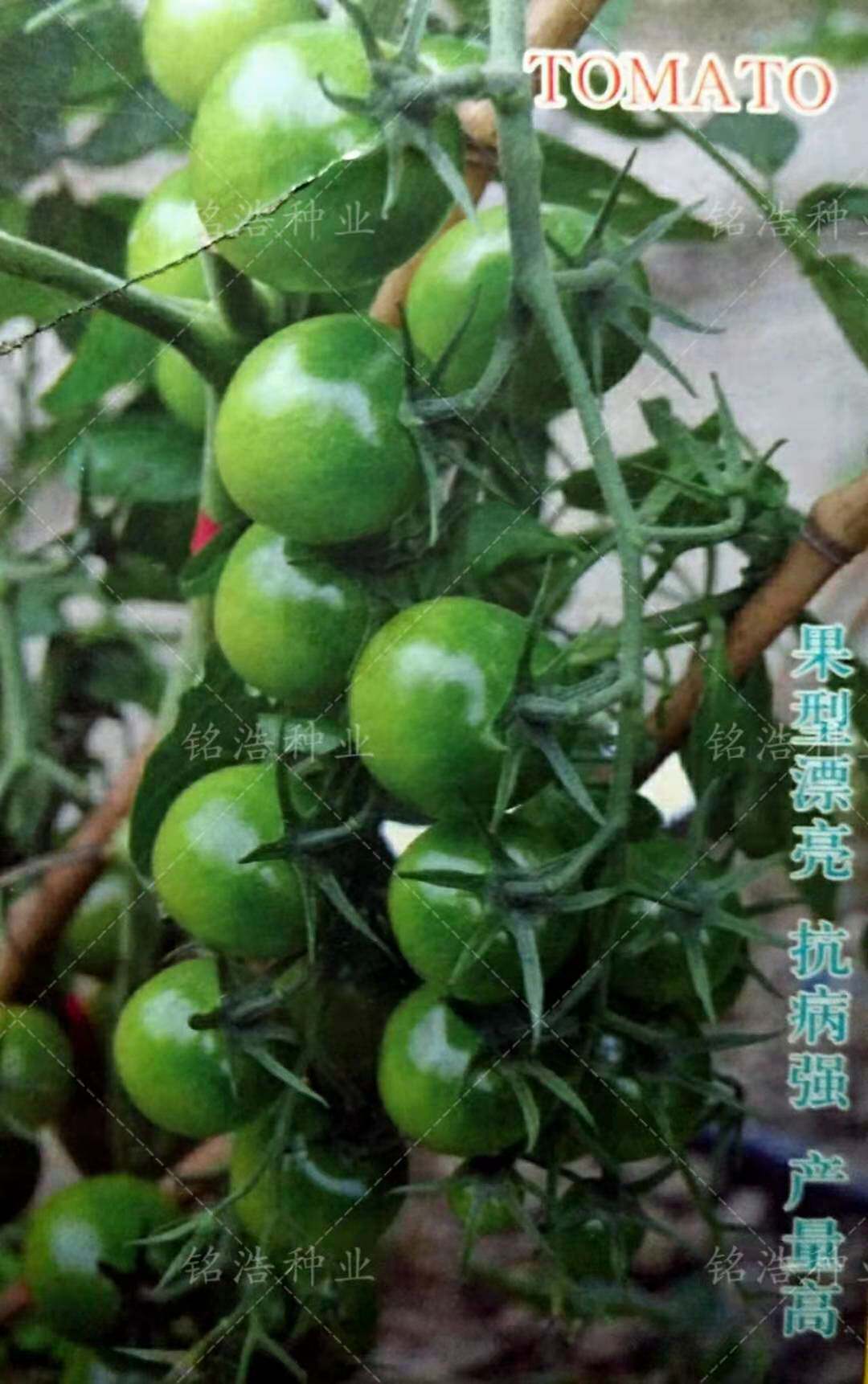 千禧贝贝圣女果小番茄种子粉红黄紫黑椭圆形樱桃小西红柿籽绿贝贝