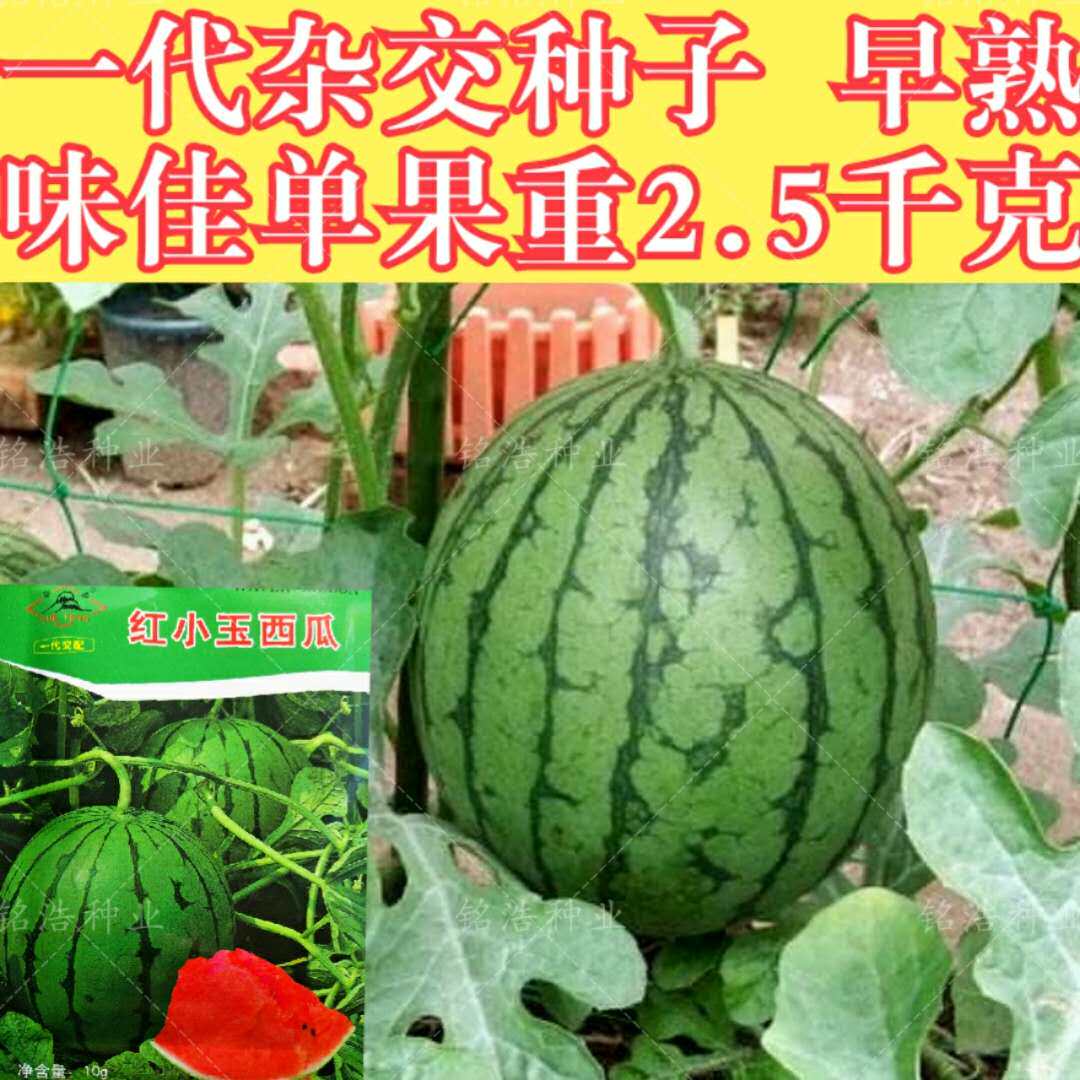 早春红小玉西瓜种子水果四季超甜早熟小西瓜种籽春秋季南方蔬菜孑