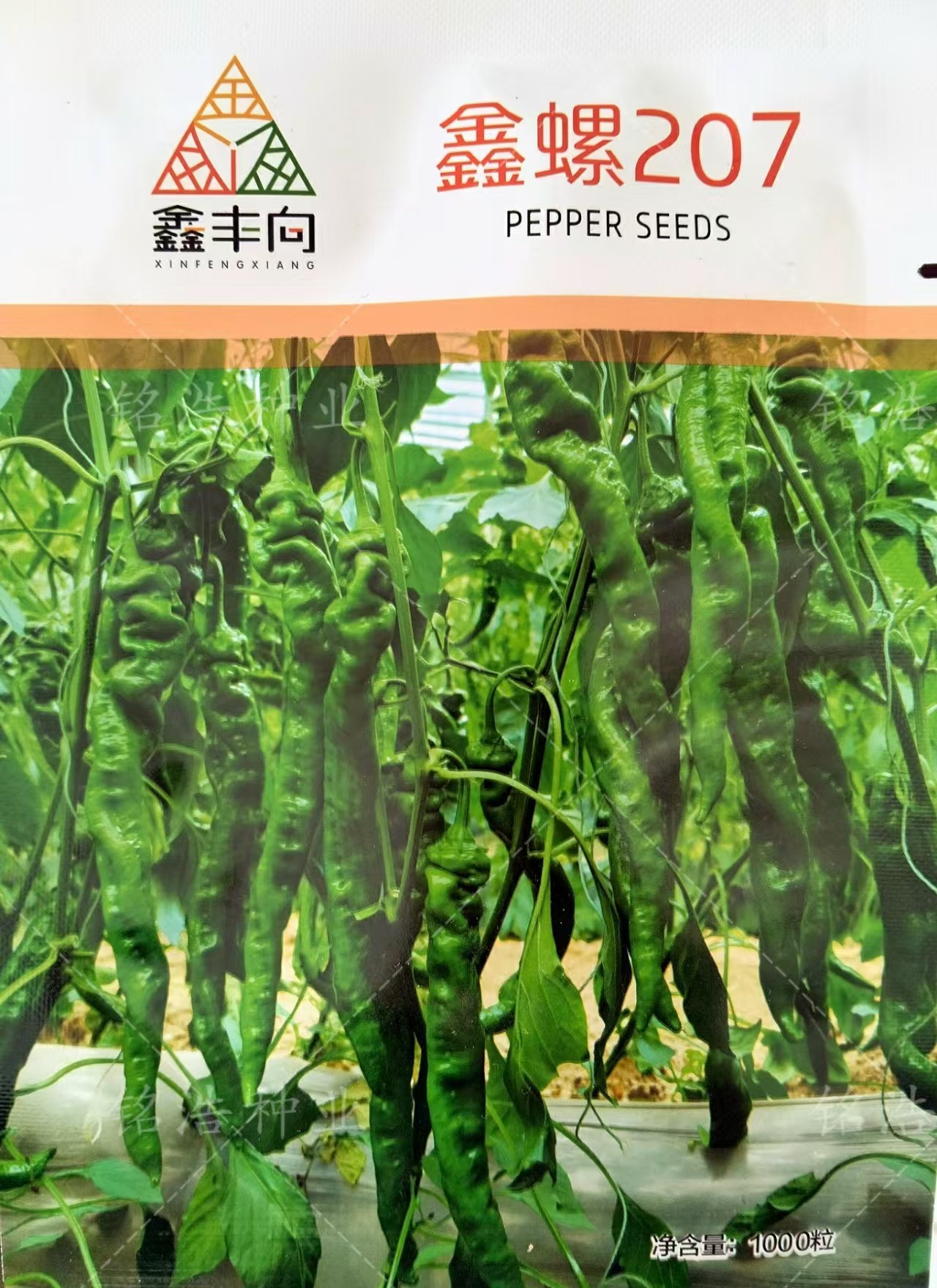 全螺螺丝椒种子香辣抗病薄皮尖椒超辣四季盆栽辣椒蔬菜籽鑫螺207