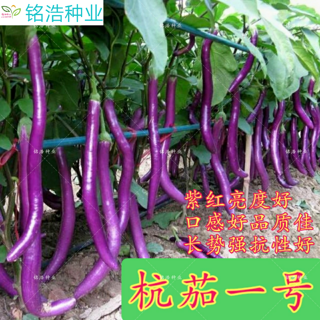 杭茄一号长茄种子早熟春秋四季露天栽培皮色紫红茄子一号高产抗病