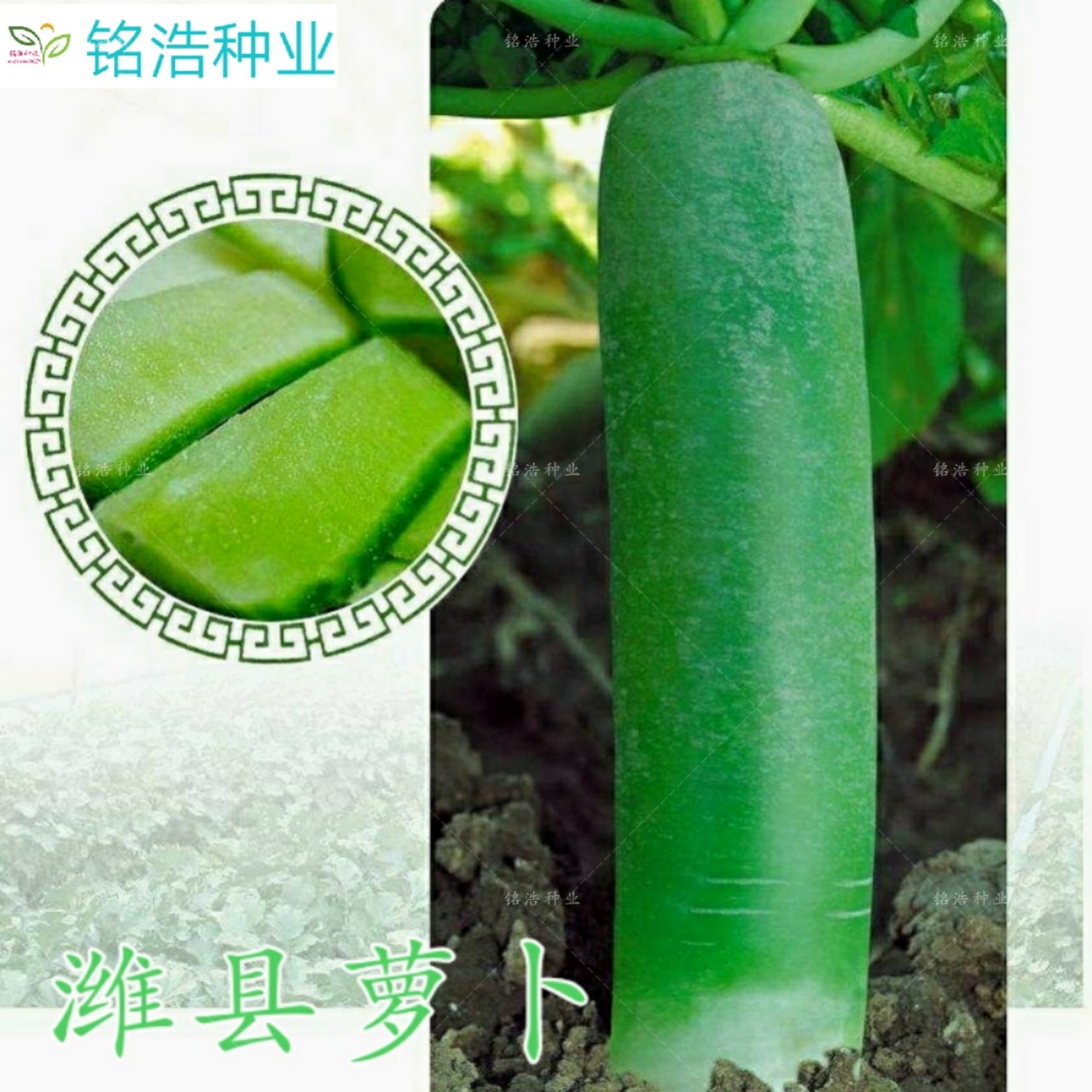 山东正宗潍县青萝卜种子潍坊特产 水果秋季四季肉质翠绿 甜脆多汁