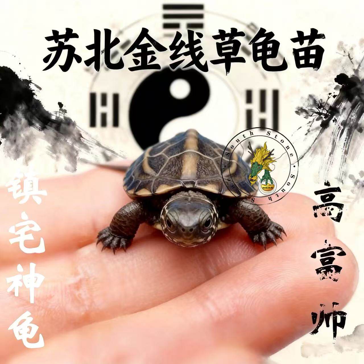 外塘苏北金线草龟中华草龟苗活体宠物龟水陆乌龟活体小乌龟