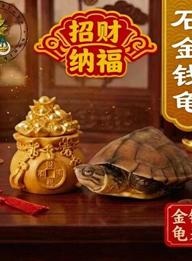 聚财旺宅 金钱龟 长寿龟 南石宠物观赏龟 小乌龟活物 本土龟