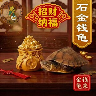 聚财旺宅 金钱龟 长寿龟 南石宠物观赏龟 小乌龟活物 本土龟