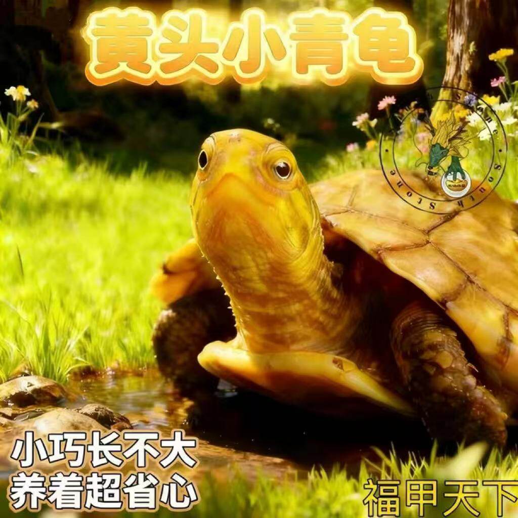 北种龟小青头龟苗 皖南小青苗长寿龟小青活体 乌龟观赏龟异宠活体