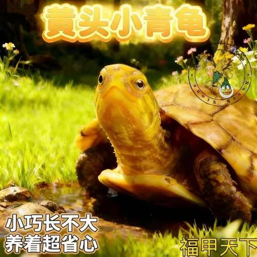 北种龟小青头龟苗 皖南小青苗长寿龟小青活体 乌龟观赏龟异宠活体