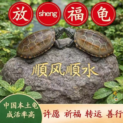 放sheng福龟 长寿风水龟 金线龟 招财龟 小乌龟 放笙本土龟