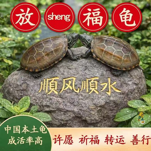 放sheng福龟 长寿风水龟 金线龟 招财龟 小乌龟 放笙本土龟