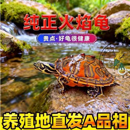 乌龟活物活体乌龟活体 火焰龟苗红火腹火焰龟 可深水 金龙鱼配龟