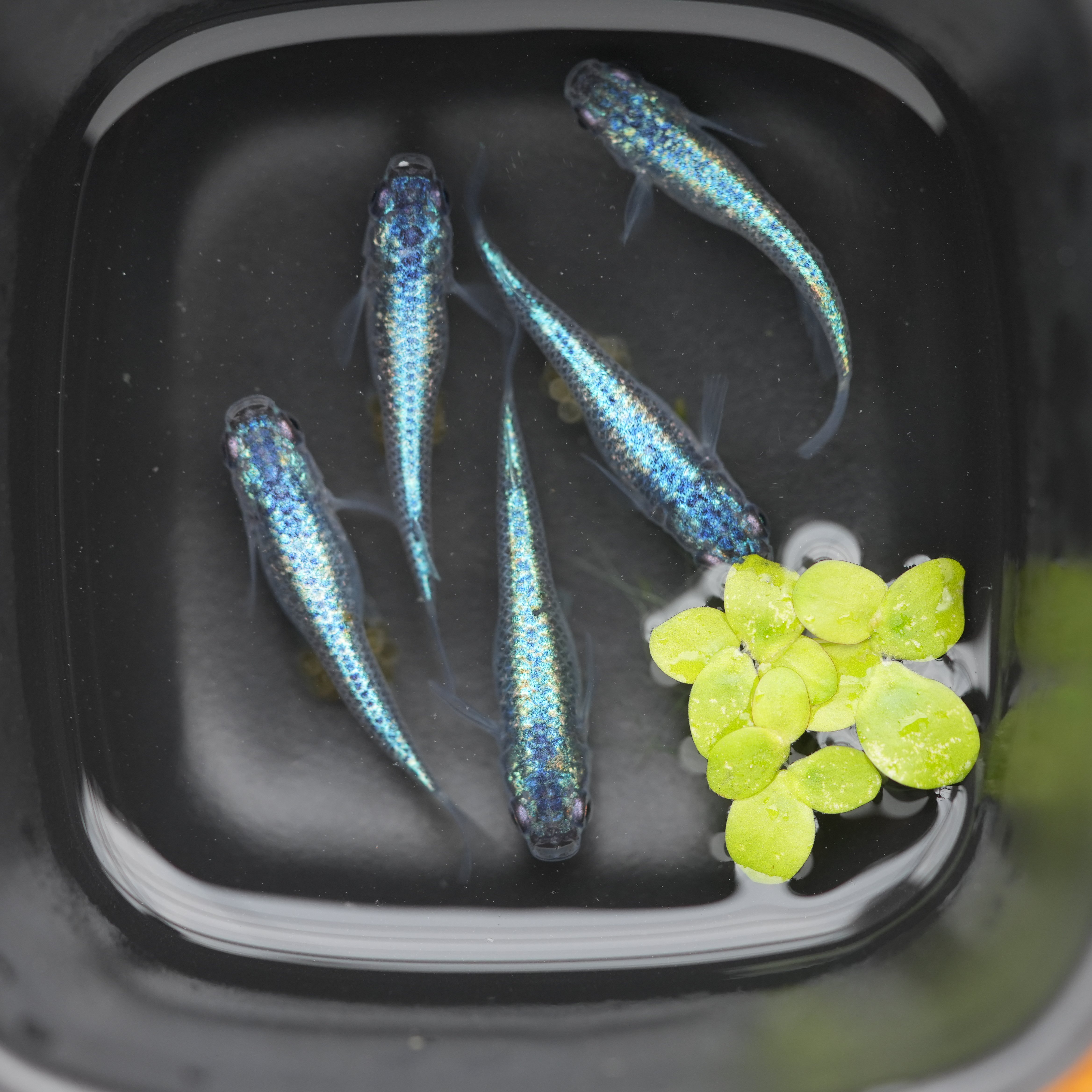 观背青鳉鱼海王星淡水冷水鱼古法鱼缸吃油膜新手养鱼免打氧免过滤