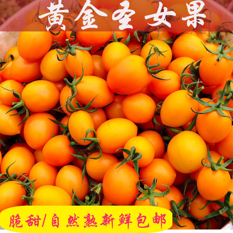 广西黄金小番茄圣女果自然熟新鲜现摘黄皮小西红柿脆甜水果5斤