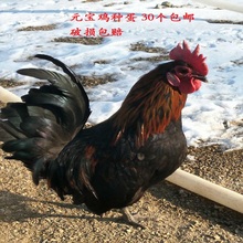 元宝鸡种蛋受精蛋观赏鸡30枚七彩鸡1